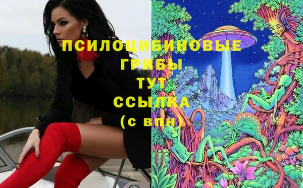 прущие грибы Магадан
